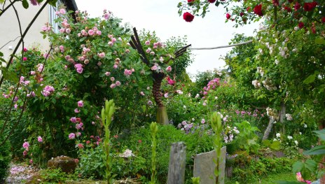 Rosen in Medenscheid | © Beate Lieber