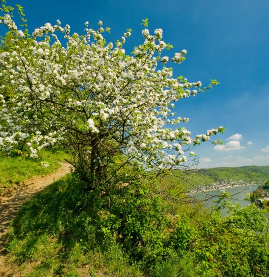 Rheinsteig im Frühling | © Dominik Ketz