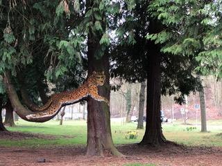 Leopard | © Tourist Information Boppard