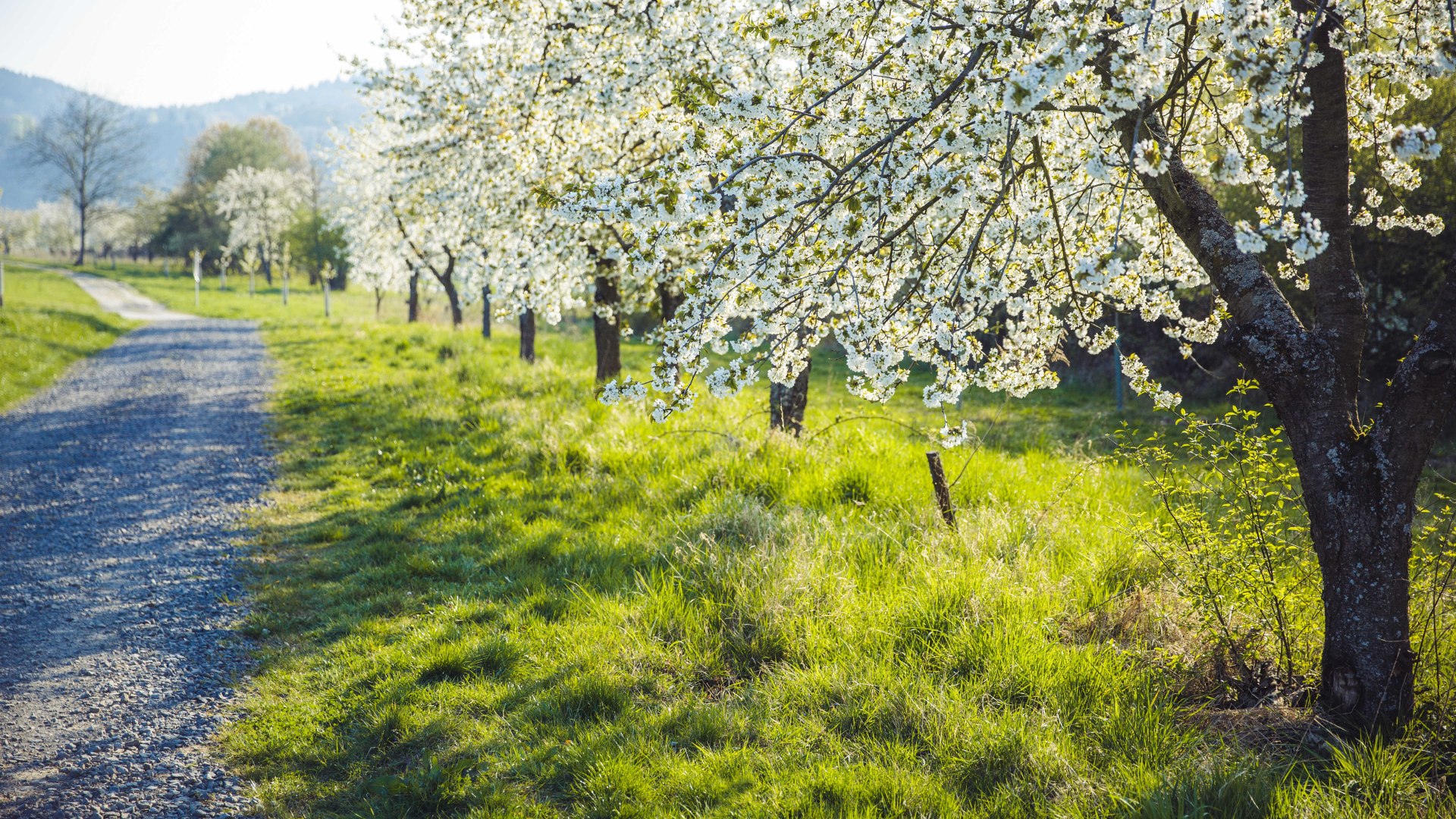 Kirschblüte im Mittelrheintal | © Henry Tornow