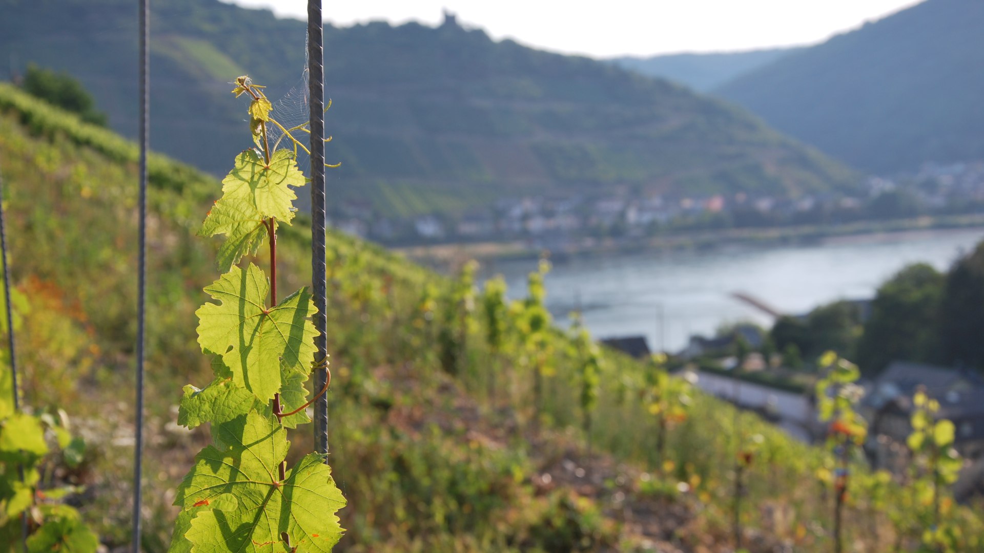 Weinberg Fürstenberg | © Jochen Ratzenberger