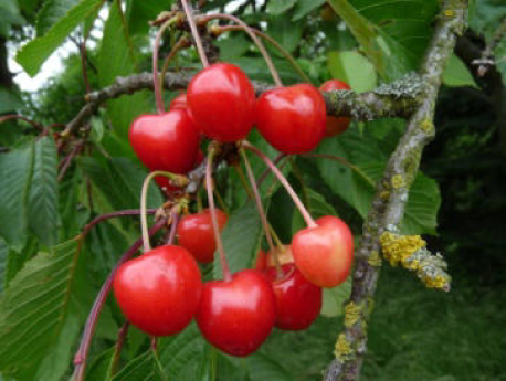 Tilgeners rote Herzukirsche | © Dr. Braun-Lüllemann