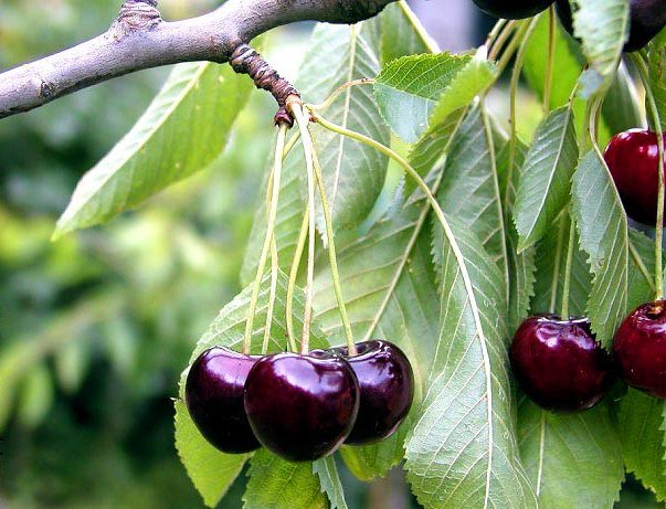 Frühe rote Meckenheimer | © Dr. Braun-Lüllemann