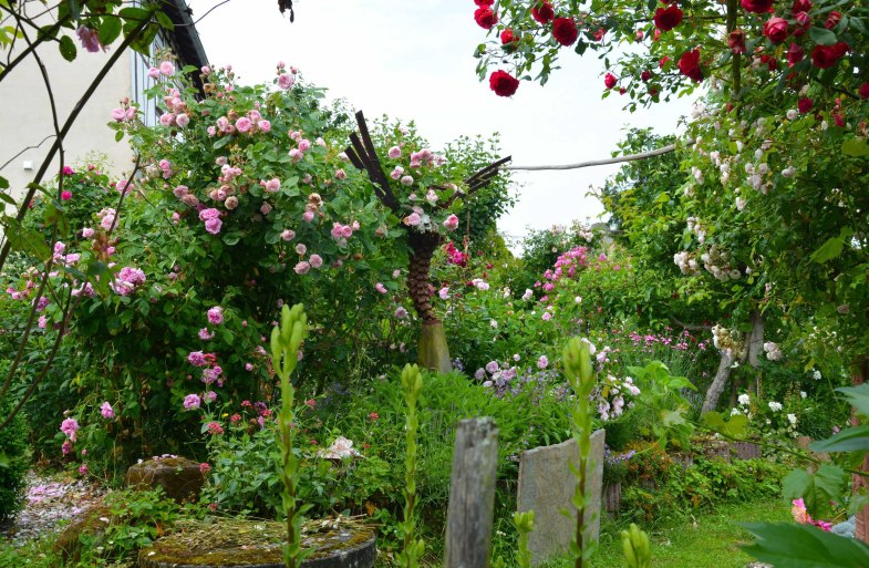 Rosen in Medenscheid | © Beate Lieber