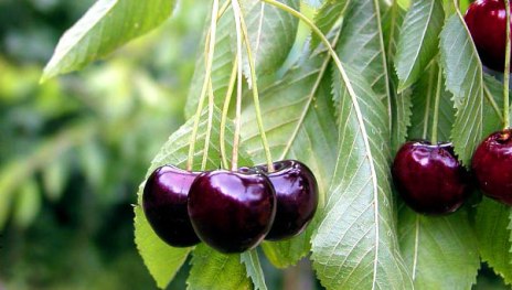 Frühe rote Meckenheimer | © Dr. Braun-Lüllemann