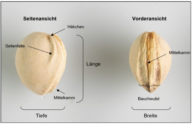 Kirchstein Bestimmung | © H. Fischer