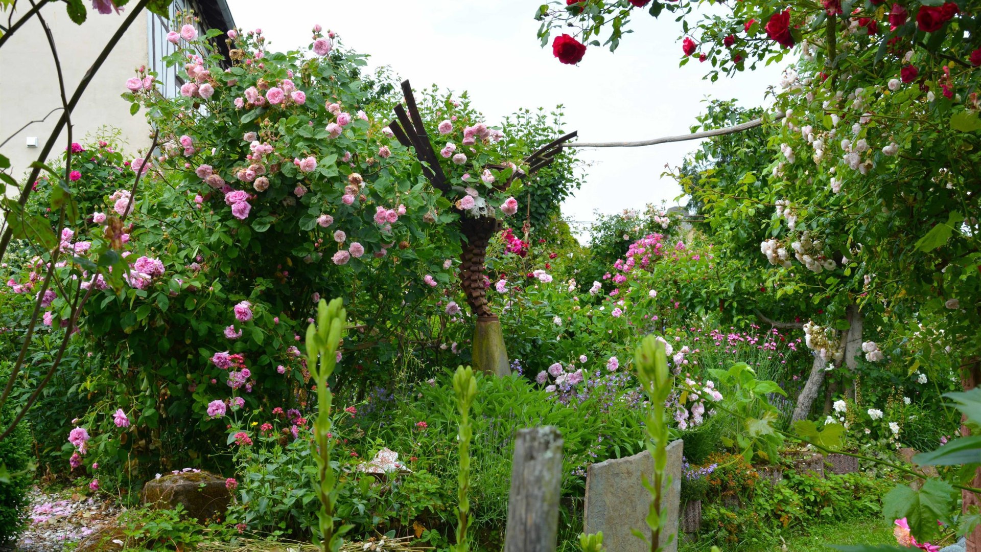 Rosen in Medenscheid | © Beate Lieber