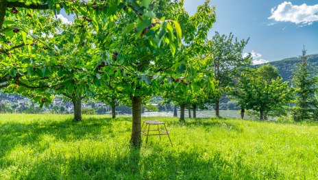 Kirschbäume in Filsen | © ZV Welterbe / Katja Verhoeven