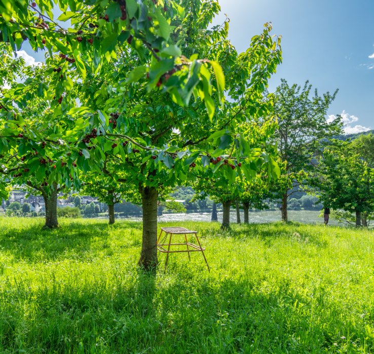 Kirschbäume in Filsen | © ZV Welterbe / Katja Verhoeven