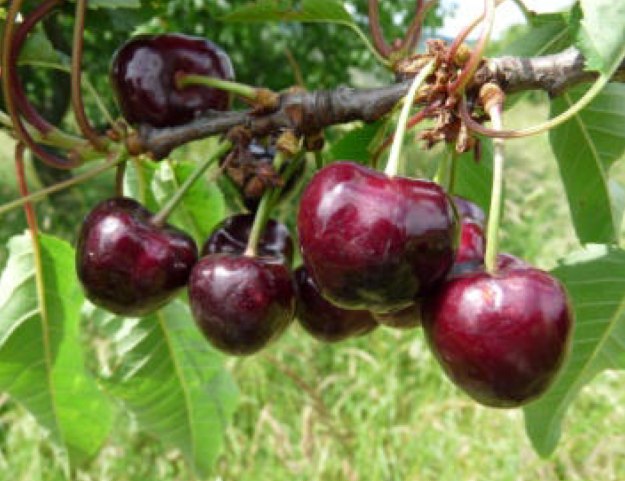 Souvenir des Charmes | © Dr. Braun-Lüllemann