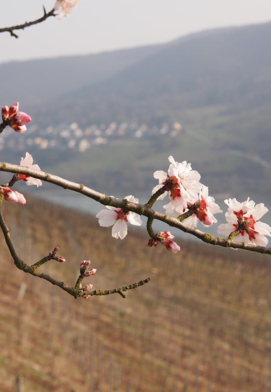 Mandelblüte im Rheingau | © Gästehaus Rößler