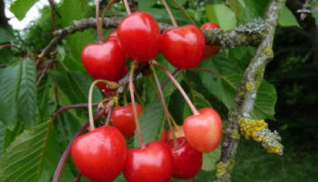 Tilgeners rote Herzukirsche | © Dr. Braun-Lüllemann